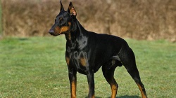 obrazek dobrmana
