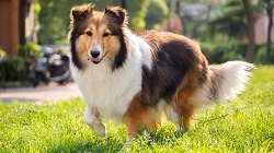obrazek shetlanda